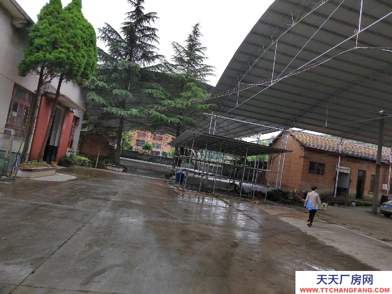 (出租) 急租。房租便宜。可轉讓，可分租