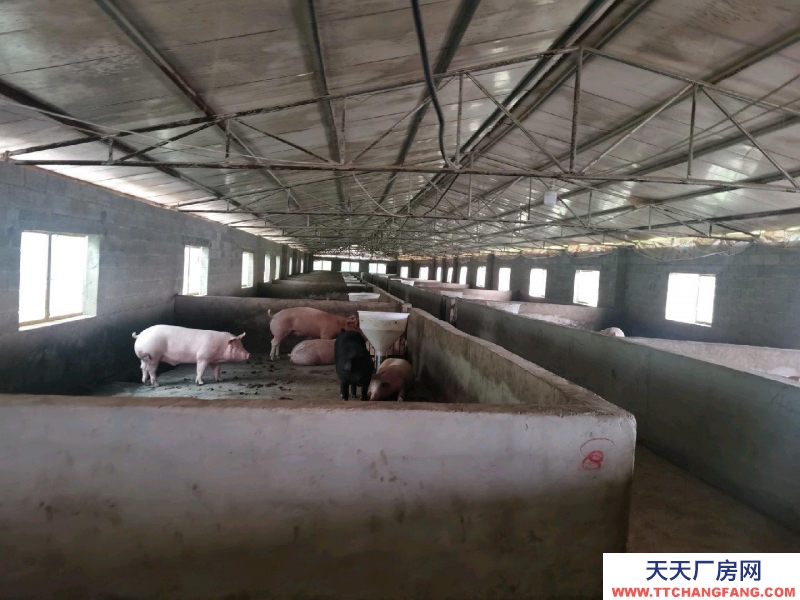 (出租) 養豬場出租，水電齊全，自己的養豬場，帶有120平米住房