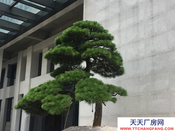 (出售) 平壩工業園區廠房出售轉讓土地面積有十畝