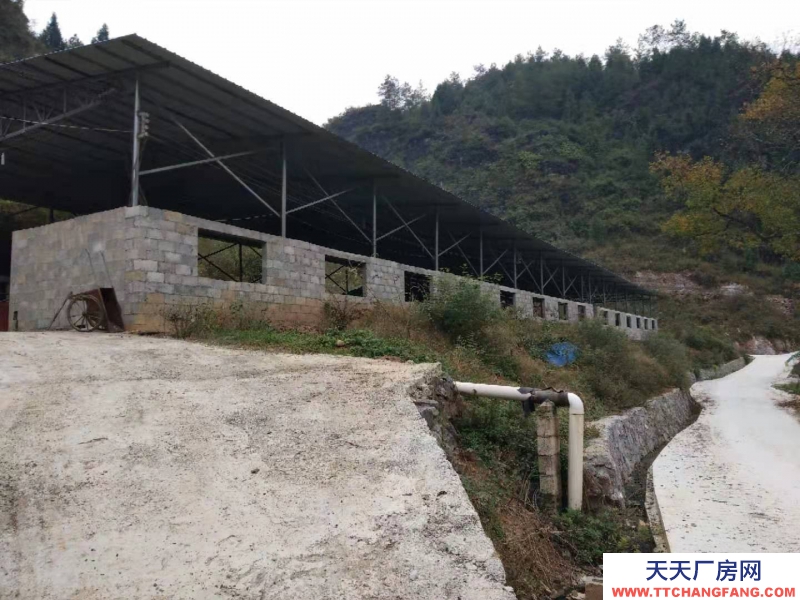 (出租) 養牛場200頭規模，辦公宿舍樓一棟，通路牧場100畝