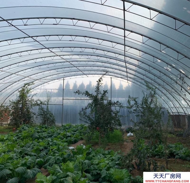 石家莊長安溫室大棚，果樹園，羊圈牛棚雞舍等