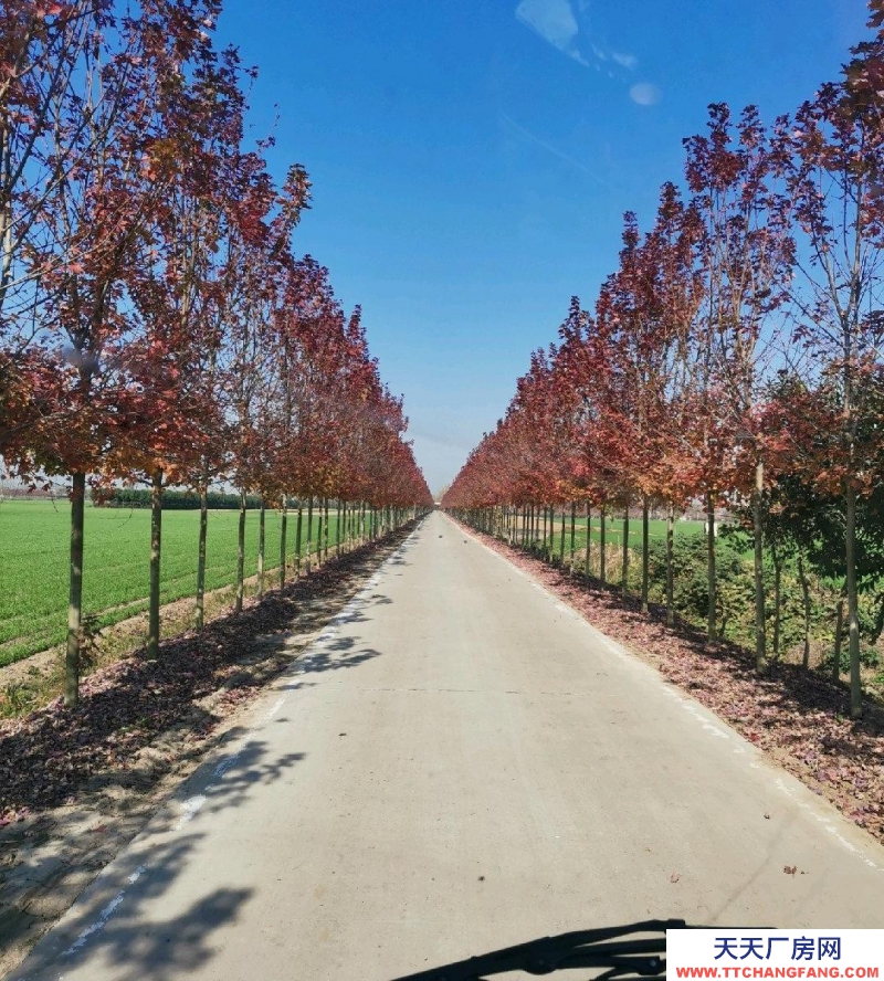 石家莊  趙縣308國道城南趙辛線倉庫