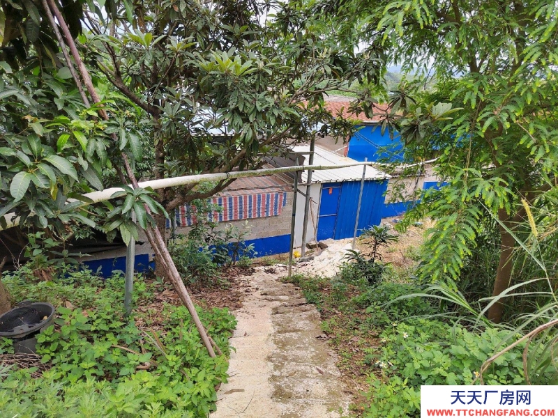 南寧市西鄉塘(出租) 2000平豬場，可放養肉豬1300頭