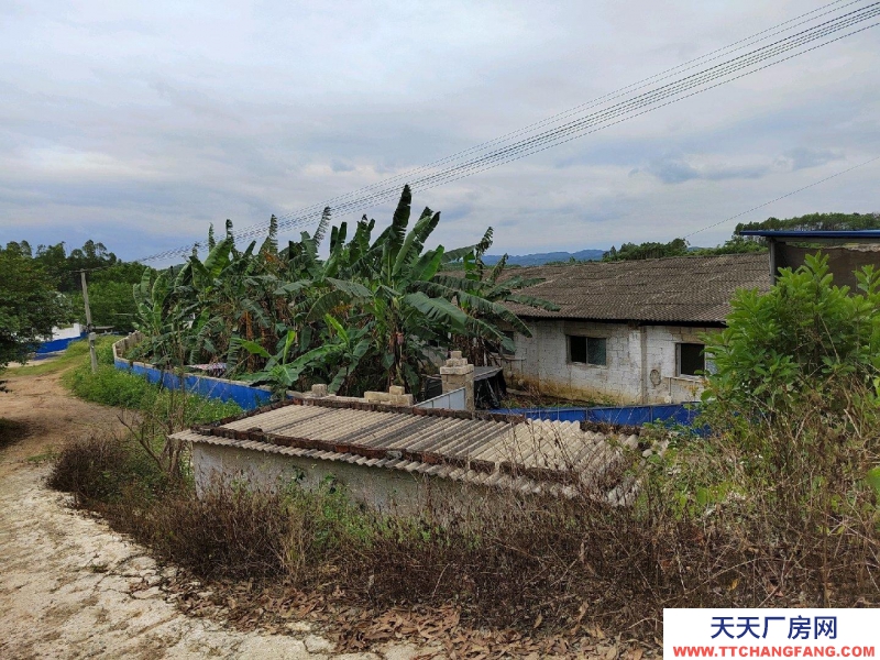 南寧市西鄉塘(出租) 2000平豬場，可放養肉豬1300頭