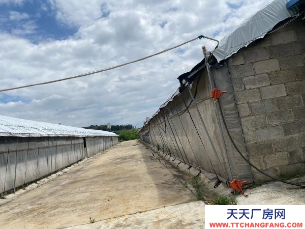 (出租) 紅河自己養雞，了，交通水電都方便，周邊無污染環境