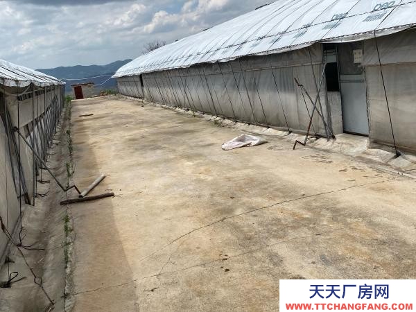 (出租) 紅河自己養雞，了，交通水電都方便，周邊無污染環境