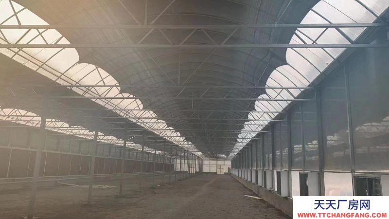 淄博淄川地鋼結構大棚一個,110*25米。可做廠房也可當大棚用