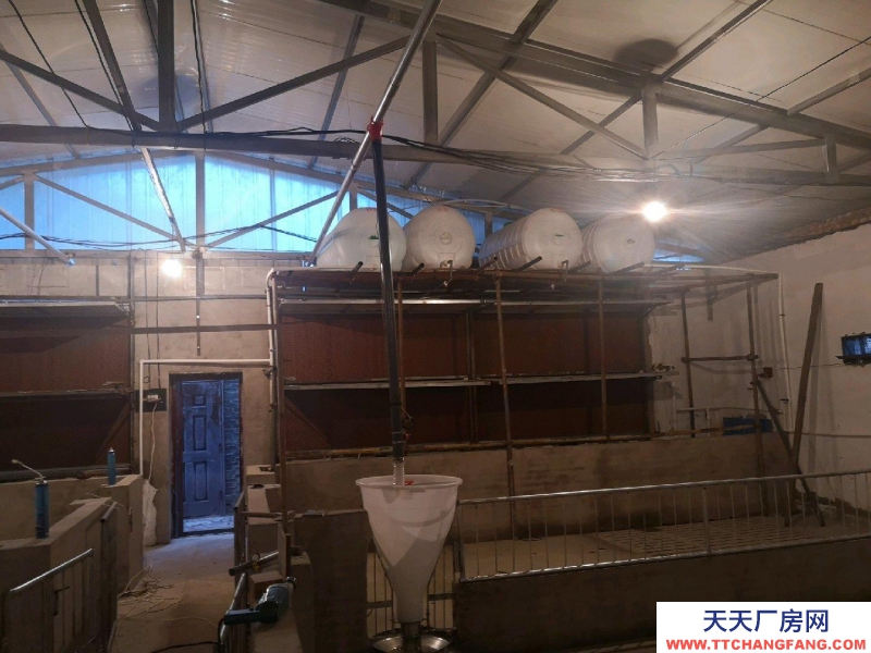 (出租) 自建養殖場，豬 牛 羊均可使用