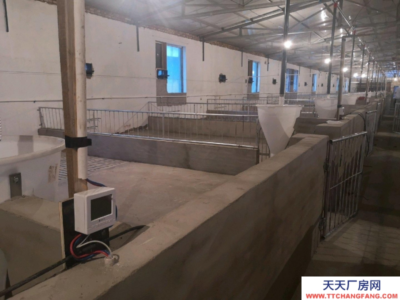 (出租) 自建養殖場，豬 牛 羊均可使用