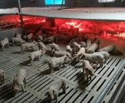 (出租) 宜昌長陽現代化育肥養殖場出租或招商