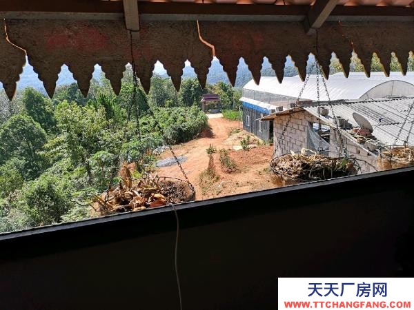 (出租) 茶葉初制加工所和養(yǎng)雞場