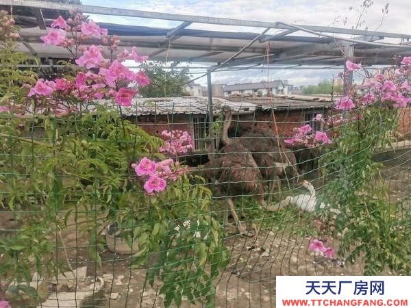 (出租) 可做廠房，倉儲(chǔ)，苗圃，農(nóng)家樂，露天籃球或足球教學(xué)場地