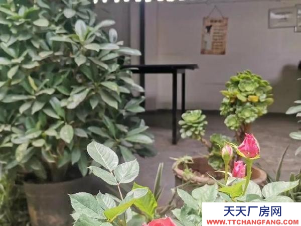 (出租) 可做廠房，倉儲(chǔ)，苗圃，農(nóng)家樂，露天籃球或足球教學(xué)場地