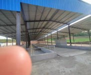 (出租)襄陽老河口 袁莊二組大型養牛場出租