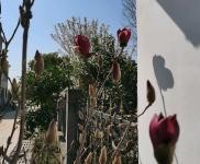 (出售) 襄陽棗陽廠房一棟，獨立小院一棟人，有三項電有基井