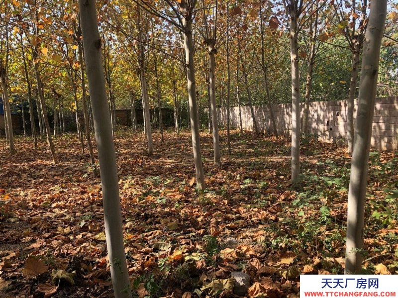 棗莊滕州學(xué)校院子，6間廠房，6.5畝大院價(jià)格面議