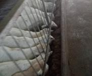 (出售) 十堰茅箭羊場，可以喂千頭以上，也可以放養