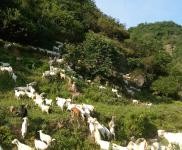 (出售) 十堰茅箭養殖場，圈養也可以放養，養羊能上一千頭以上