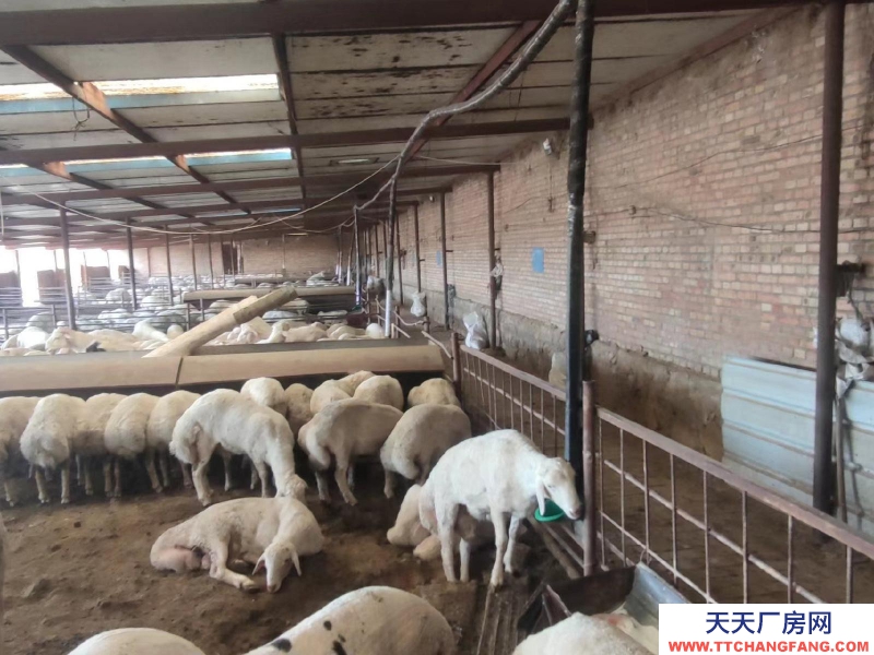 (出租) 場地出租 現(xiàn)有龍泉鎮(zhèn)東關村洋墩河東公路南側