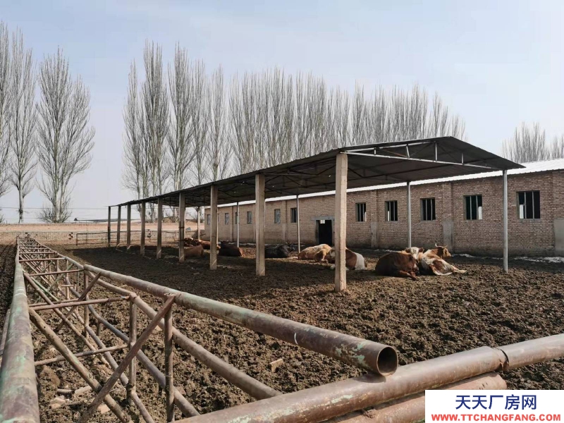 (出售) 大紅本，水電齊全，住房，糧庫，牛舍，晾場，草場，糞場齊全