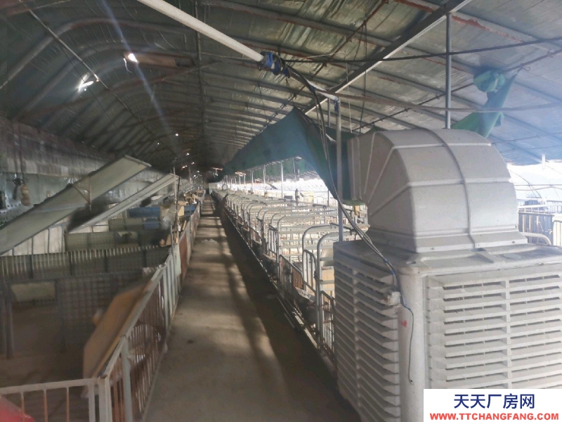 唐山 古治 出租養豬大棚3個共2600平米，成套的養豬設備齊全。