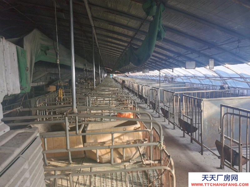 唐山 古治 出租養豬大棚3個共2600平米，成套的養豬設備齊全。