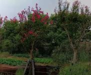 (出租) 黃岡蘄春兩個3000平廠房，和40畝空地，配備員工宿舍和辦公室廚房