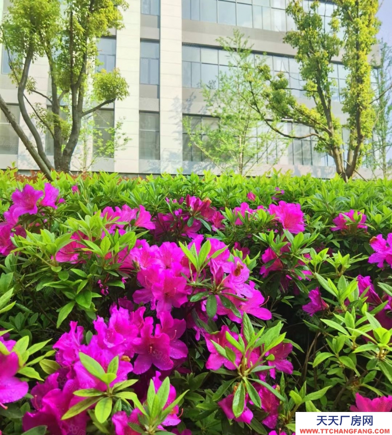 廊坊 安次 工業園 組裝 制造 倉儲 辦公 展廳 檢測