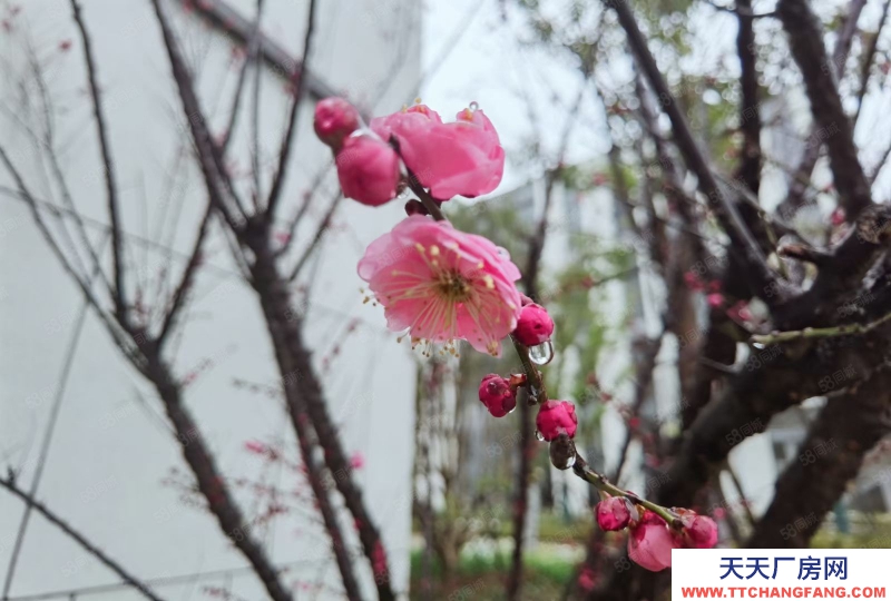 廊坊 安次 工業園 組裝 制造 倉儲 辦公 展廳 檢測