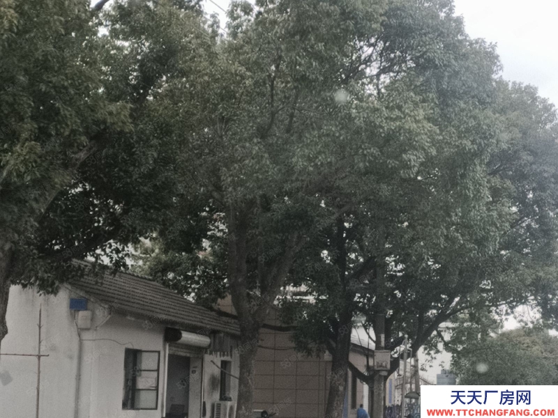 寧波北侖(出售) 出售北侖廠房面積9.37畝，出售價2680萬，土地方正位置好