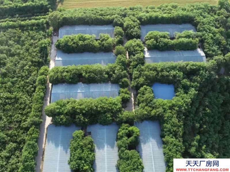 (出租) 咸陽淳化大型現代化豬舍出租。