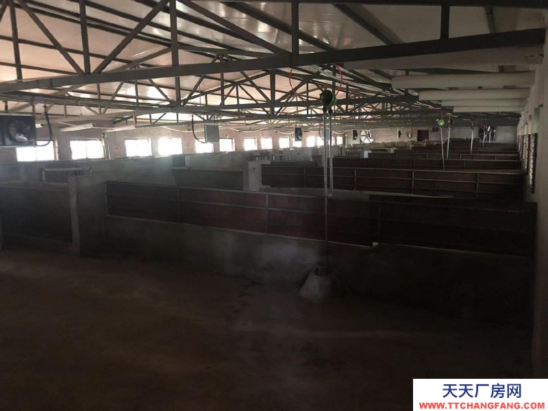 (出租) 咸陽淳化大型現(xiàn)代化豬舍出租。