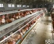 (出租)鄂州梁子湖 臨近王家鋪，有學(xué)校，可做各類倉庫，廠房等