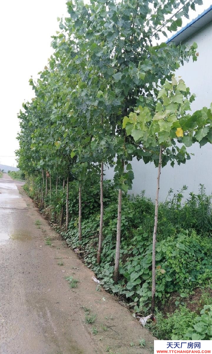 (出租) 渭南蒲城自建彩鋼，帶保溫層，廠房內水泥地面