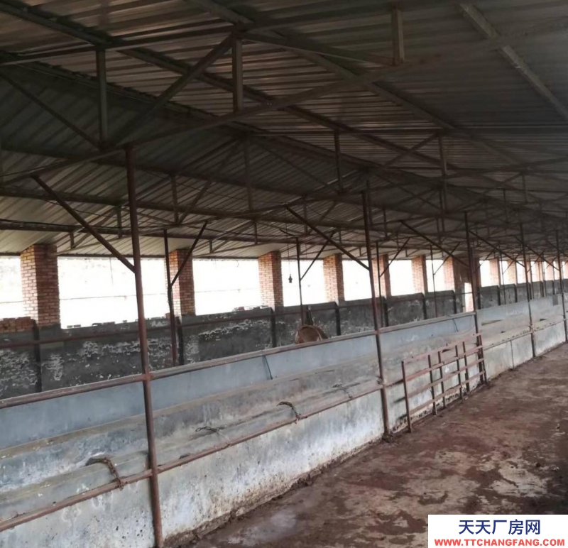 (出租) 渭南澄城四個棚舍，長80寬12，通水通電，其中一個有監控。