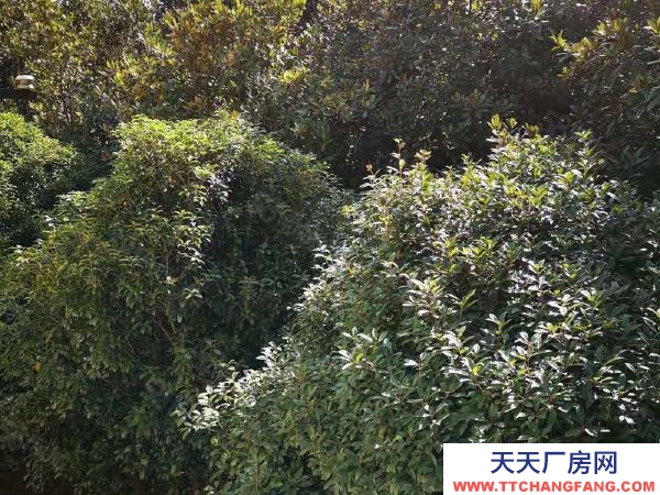 湘潭市湘潭縣 直降100萬!獨門獨院15畝國有工業(yè)用地廠房出售,可貸款