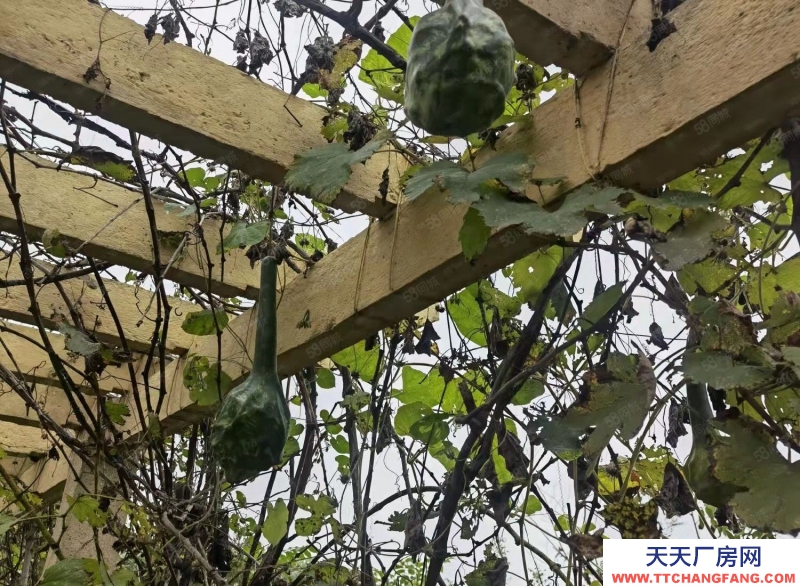 廊坊 永清 出租出售工業(yè)園區(qū)內(nèi)廠房15000平米. 占地35畝手續(xù)齊全