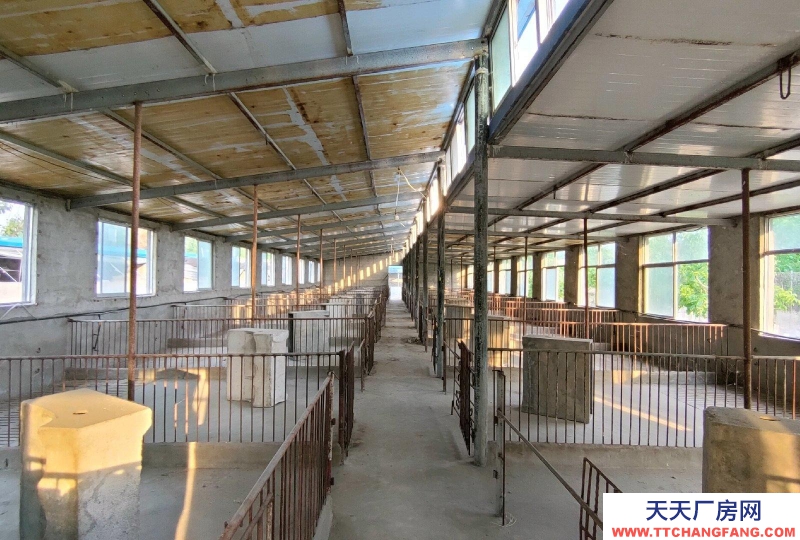 泰安新泰中型養(yǎng)殖場，自動化圈舍，帶自動飲水設(shè)備