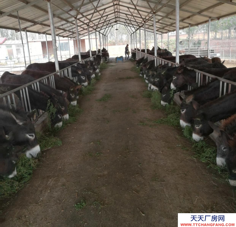 邯鄲 大名縣廠子出租！可做服裝廠，好招工！自己改造，免2年租金！