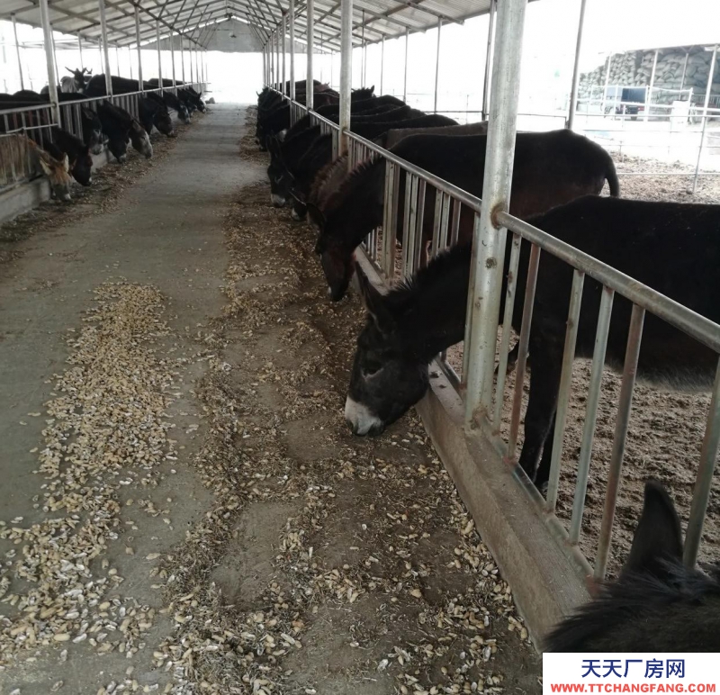 邯鄲 大名縣廠子出租！可做服裝廠，好招工！自己改造，免2年租金！