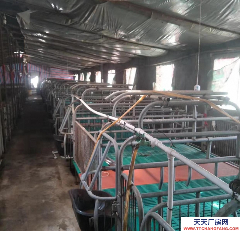 邯鄲 大名縣 養殖場，出租/出售，做工廠倉庫都可以。