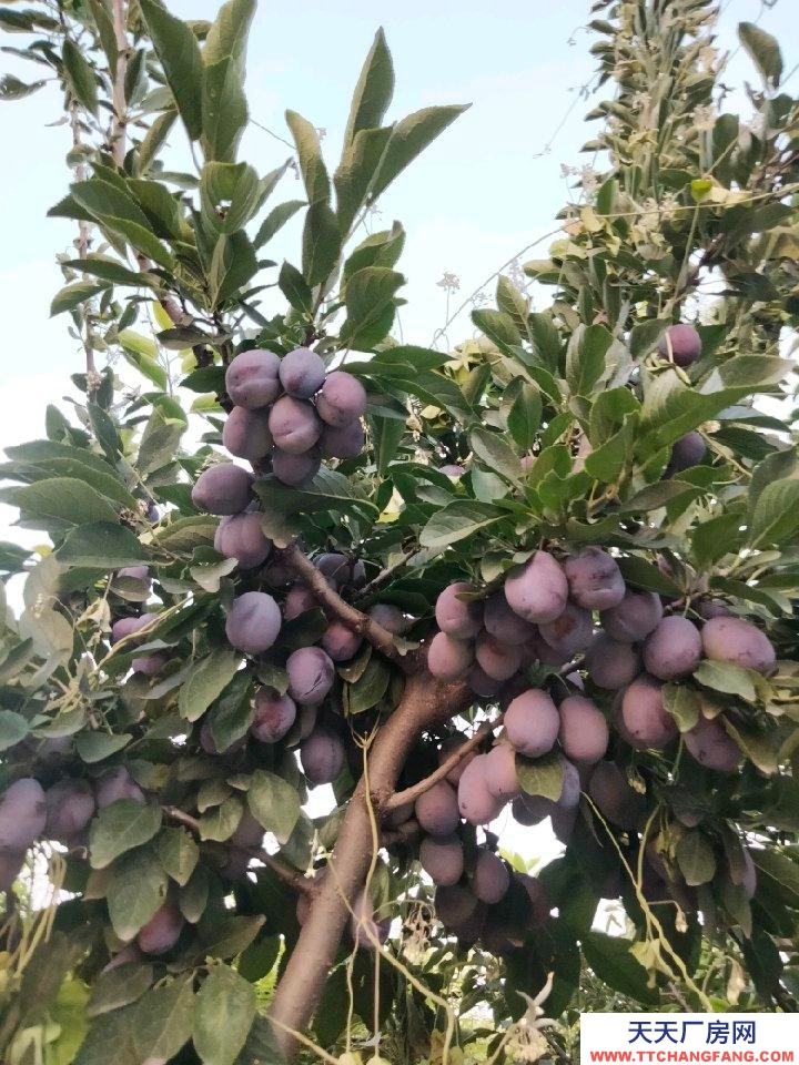 (出租) 整租，果園，超大場(chǎng)地，價(jià)格適合水電齊全