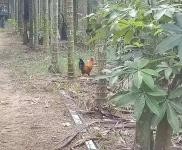 (出租) 人,公司小樓大院可分租,居住商用均可,