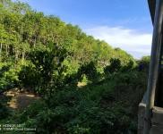 (出租) 有水有電接手可經營，養豬養雞都可以，有可能征用到