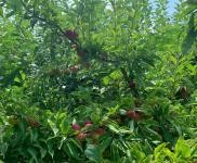 (出租) 使用權(quán)7000平米土果園出售出租