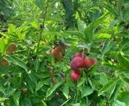 (出租) 使用權(quán)7000平米土果園出售出租