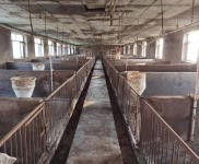 (出租) 出租農安鎮曹家崗子村養豬牧業小區