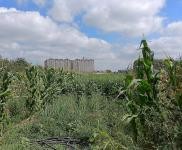 (出租) 帶手續出租豆制品，熏醬工廠。有冷庫可合作可分租，有意者面談