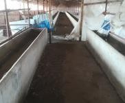 (出租) 能養100頭牛啥都放便，有住人的房子，