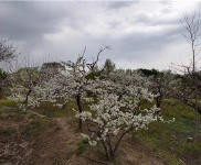 (出租) 龍?zhí)秴^(qū)平房土地魚塘果園出租出售